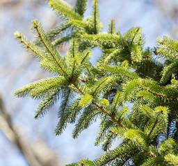 spruce branch on the nature