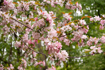 Fototapeta na wymiar sakura blossom
