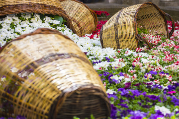 Obraz premium Purple flower garden with wood baskets