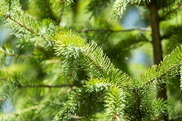 spruce branch on the nature