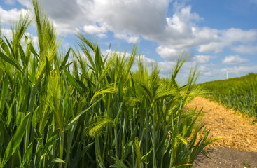 Green wheat on a sunny field in spring
