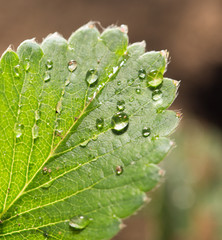 strawberry leaf with rain drops. close-up