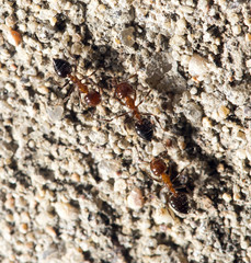 ants on the ground. close-up