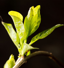 beautiful leaves on the bush in the spring nature