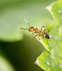 ant on green leaf in nature. close-up