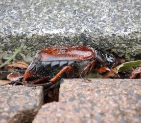 Maikäfer von der Seite