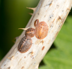 insect eggs on a tree branch. close-up