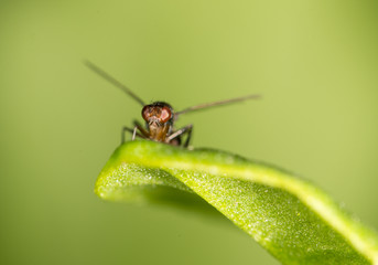 fly in nature. close-up