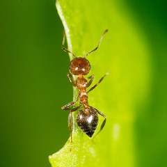 Ant on a green leaf. close-up