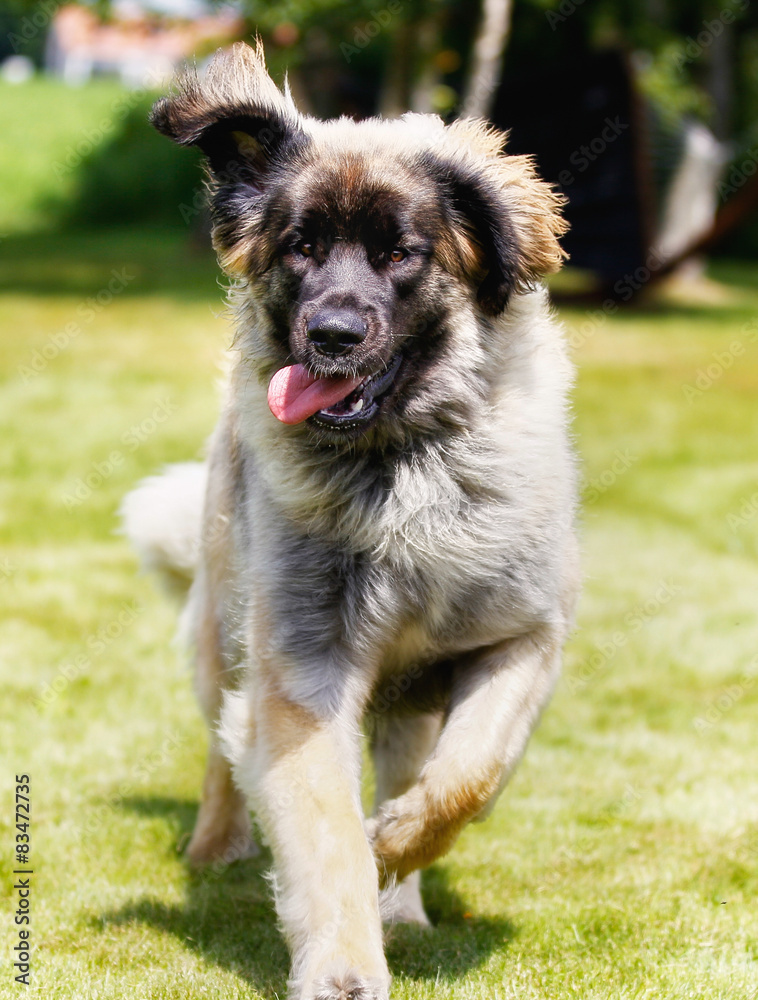 Sticker Leonberger dog