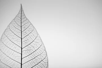 Acrylic prints Decorative skeleton Skeleton leaf on grey background, close up
