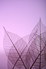 Skeleton leaves on purple background, close up