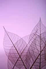 Crédence de cuisine en verre imprimé Feuille de veine décorative Feuilles de squelette sur fond violet, gros plan