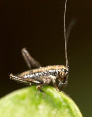 small grasshopper on a green leaf. close-up