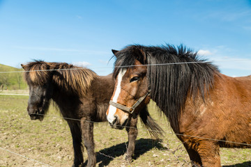 Two horses on farm