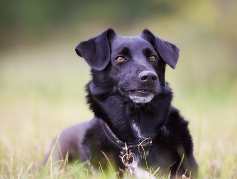 Pedigree black labrador dog