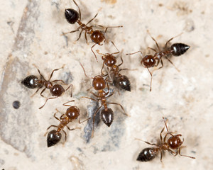ants on the ground. close-up