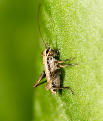 small grasshopper on a green leaf. close-up