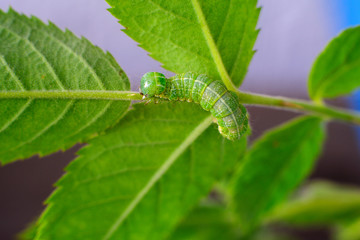Bruco su rametto in giardino, farfalla, fuco