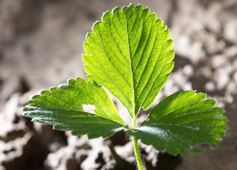 strawberry leaves in the ground