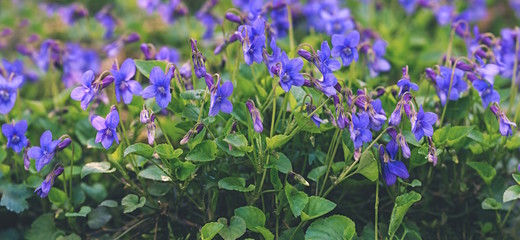 Fototapeta premium violets bloom