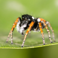 Portrait of red spider jumper