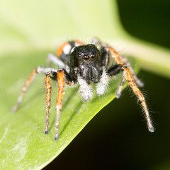 Portrait of red spider jumper