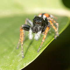 Portrait of red spider jumper