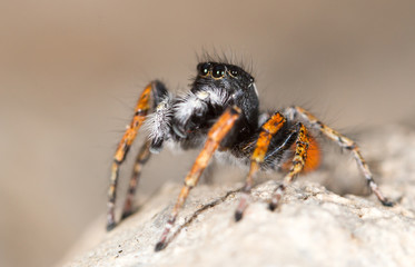 Portrait of red spider jumper