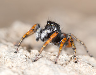 Portrait of red spider jumper