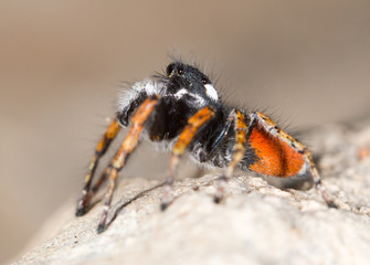 Portrait of red spider jumper