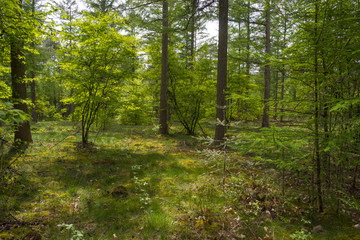 Foliage of a beech forest in sunlight in spring