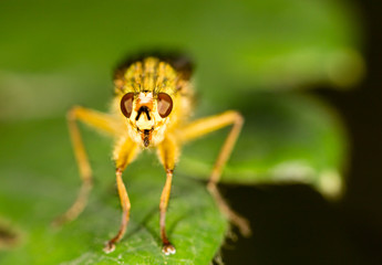 fly in nature. close-up