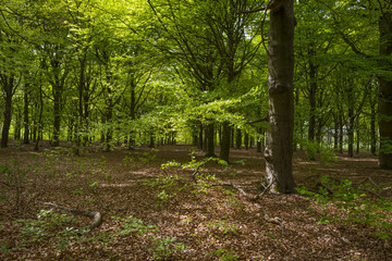 Obraz premium Foliage of a beech forest in sunlight in spring