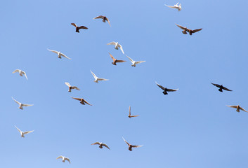 flock of pigeons on blue sky