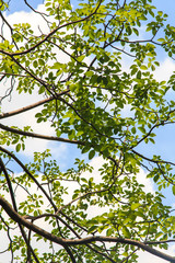 Tree branches