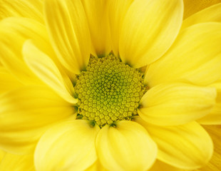 Chrysanthemum