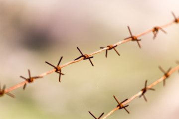 barbed wire on nature
