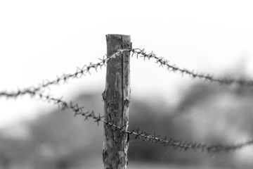 barbed wire on nature