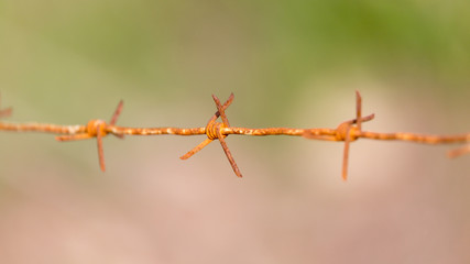 barbed wire on nature