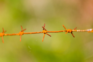 barbed wire on nature