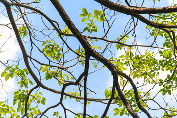 Tree branches