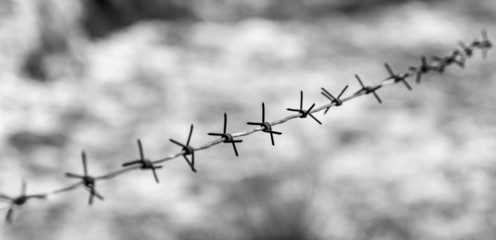 barbed wire on nature
