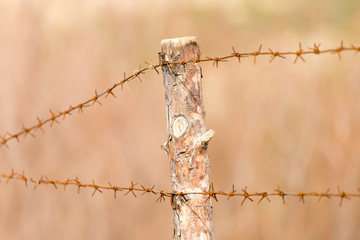 barbed wire on nature