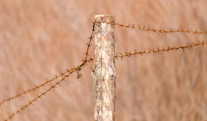 barbed wire on nature