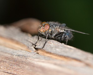House fly close up