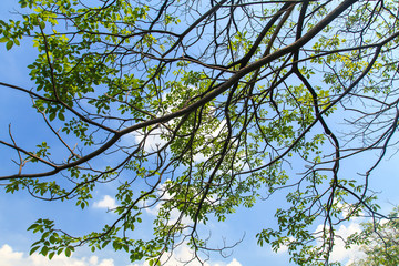 Tree branches