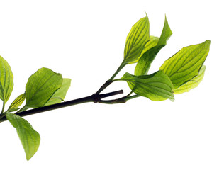 Branch with spring leaves isolated on white
