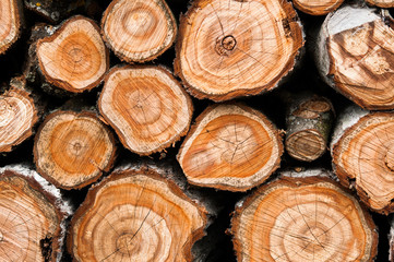 Cross section of the timber close up for background