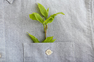 Twig with fresh leaves in shirt pocket, close up